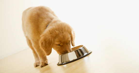 Recevez de la nourriture Purina GRATUITE pour chiot ou chien