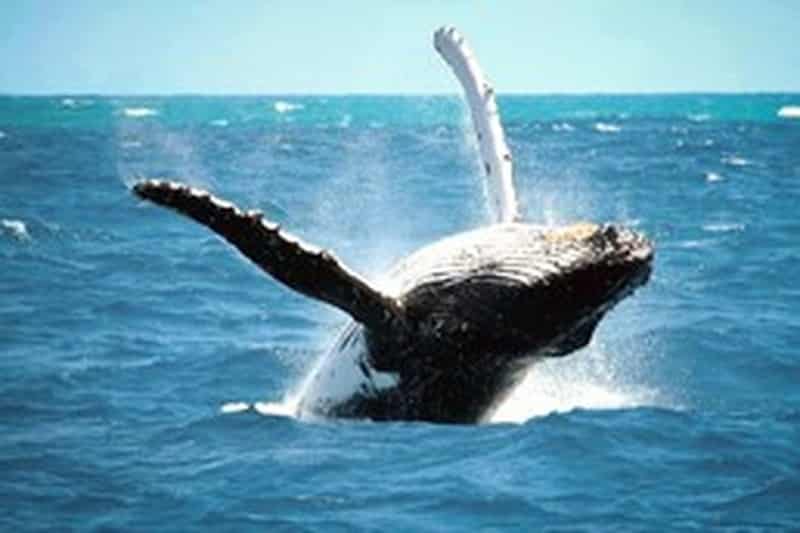 Gagnez une croisière aux baleines pour 2