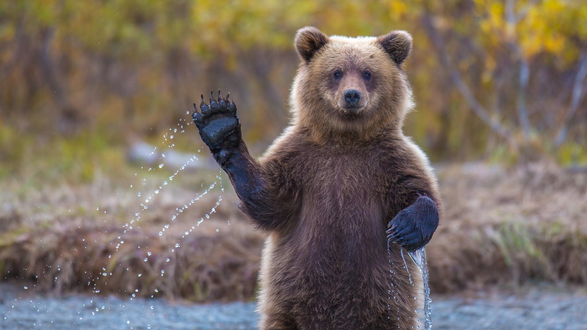 Demandez votre guide GRATUIT pour la découverte de l’Alaska!!